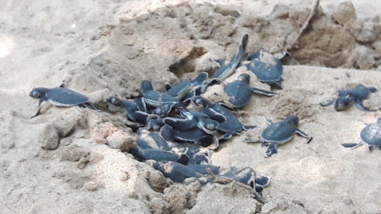 Leatherback Beach Villa Ahungalla Exterior foto