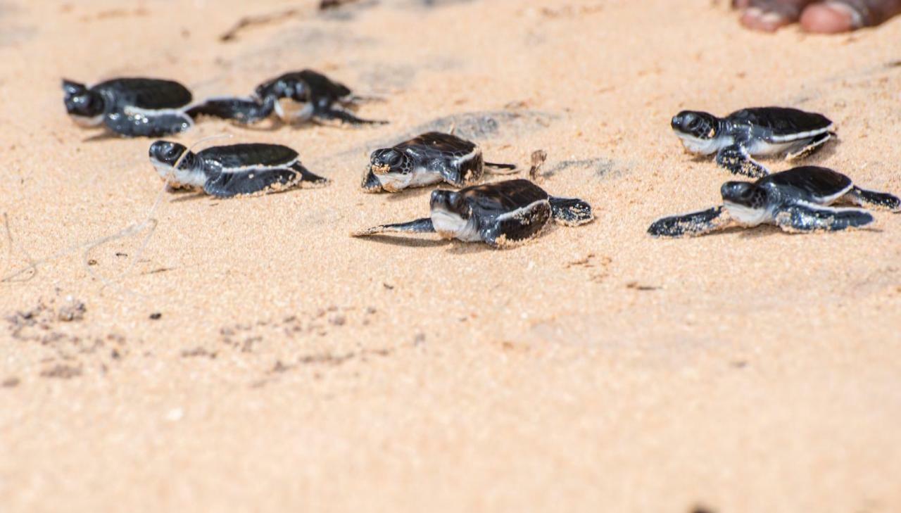 Leatherback Beach Villa Ahungalla Exterior foto